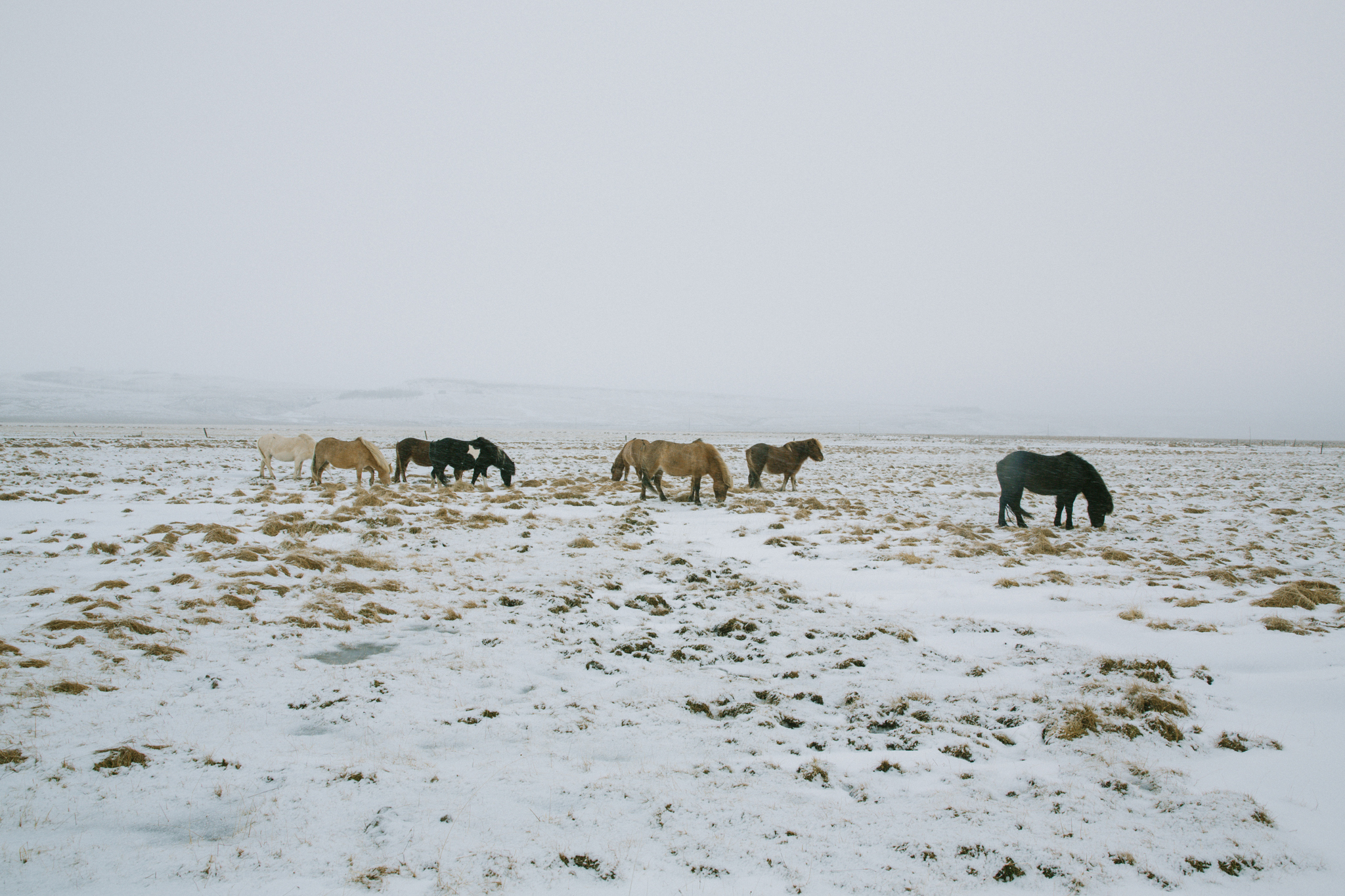 Don't call them ponies.
