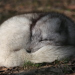 Alopex_lagopus_IMG_9019