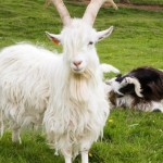 Háafell.Goats