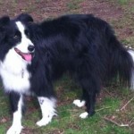 HunterTheDog2