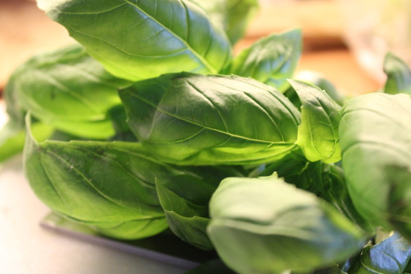 Basil