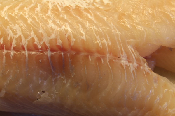 Haddock