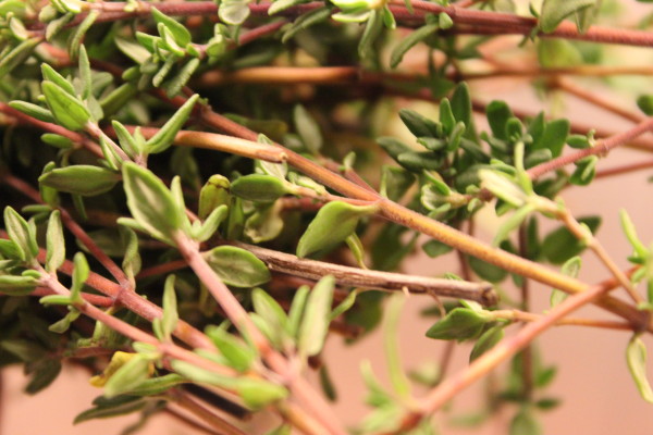 Thyme