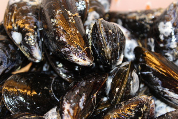 Blue Mussels