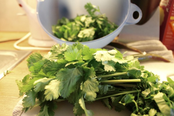 Cilantro