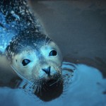 seal