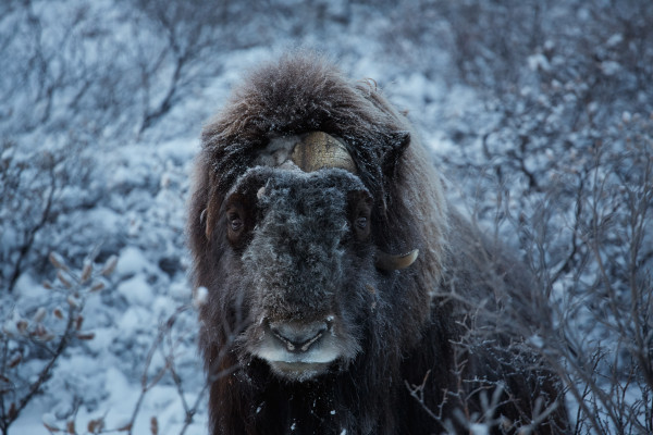 Greenland Musk Ox by Axel Sig