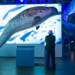 Whales Of Iceland_by_bicnick-3