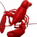 cooked-lobster