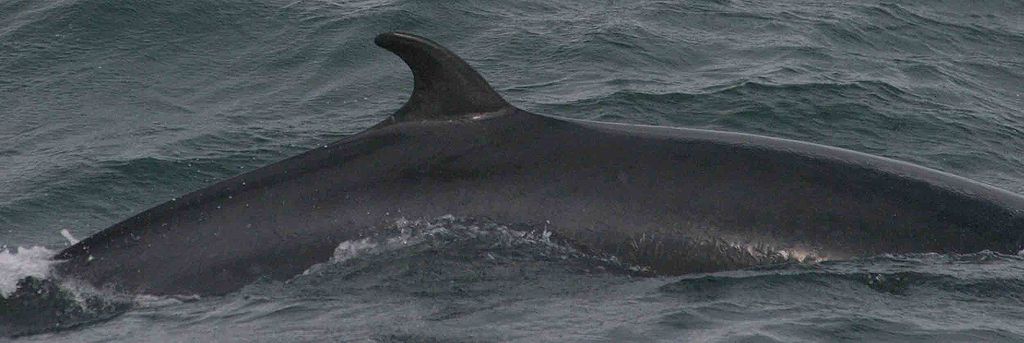 Baby Minke Whale Beaches Self, Is Later Freed