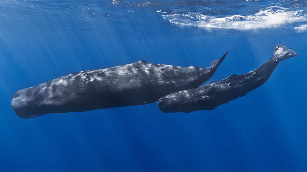 Sperm Whale Beaches In North Iceland – VIDEO