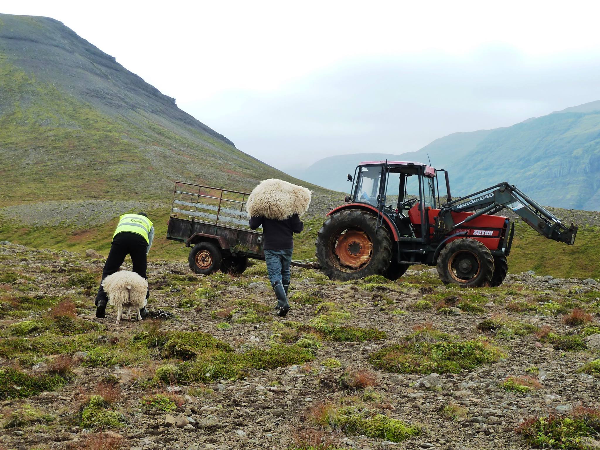 Gathering Sheep: They’re Bloody Stubborn!