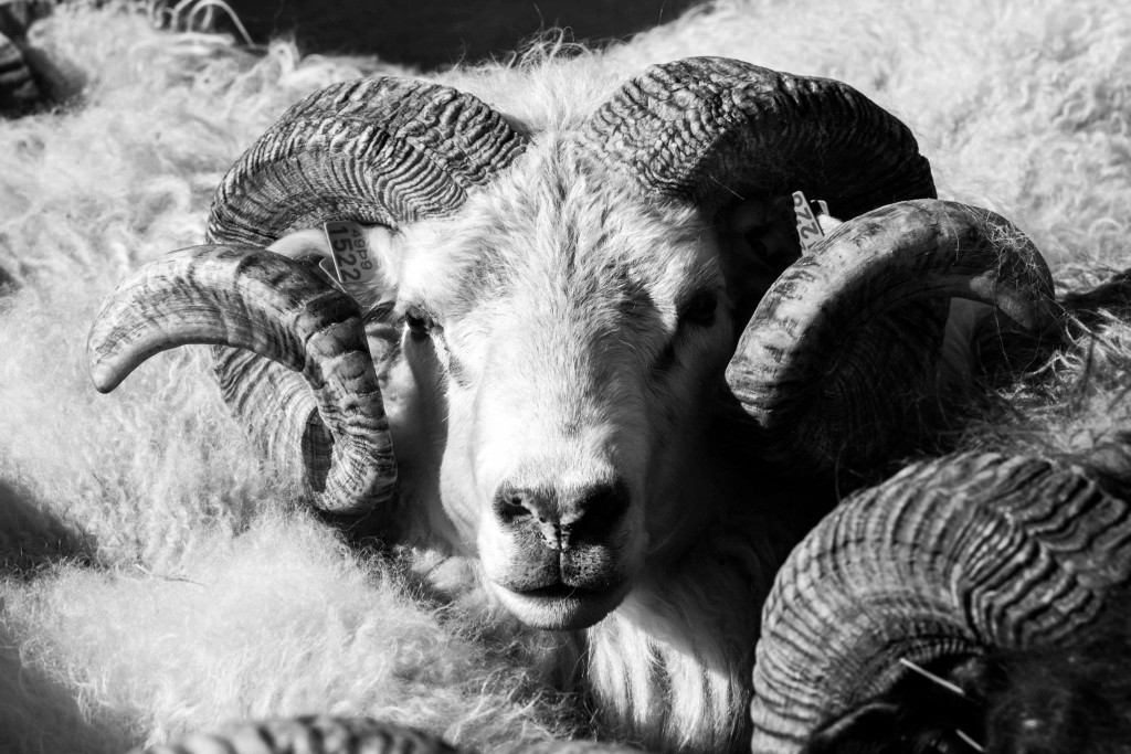 Film Review: Grímur Hákonarsson’s ‘Rams’