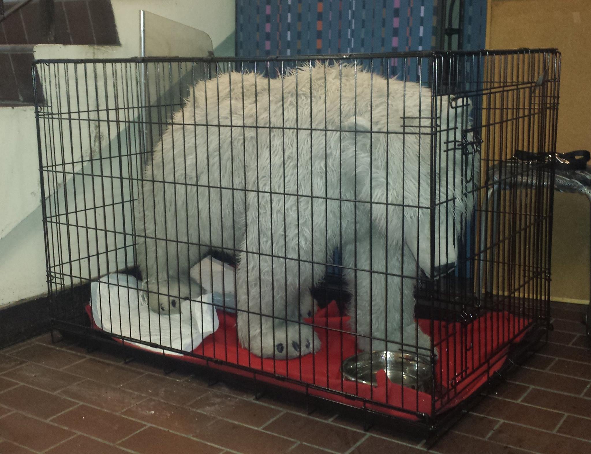 Police Trap Polar Bear In Reykjavík