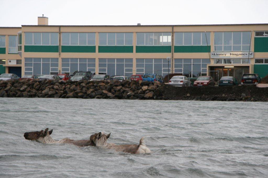 Reindeer Swim Into Icelandic Harbour, Because Why Not?