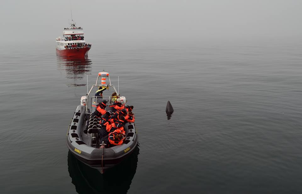 Whale Watching To Support Nepal