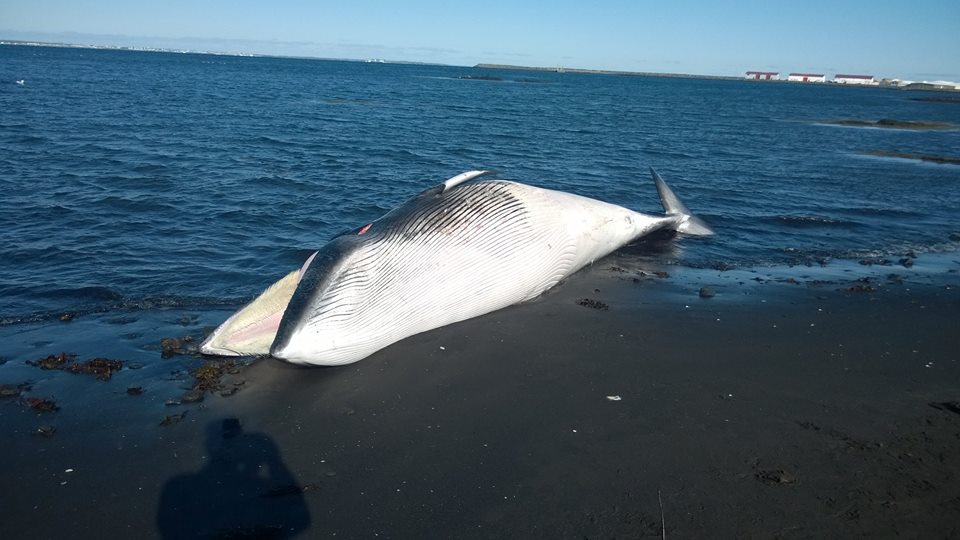 Publisher’s Note: We’re Looking For A Whale