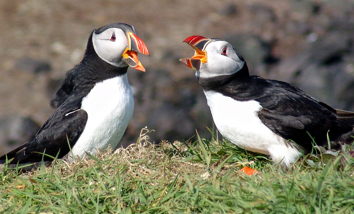 Puffins Being Shot By British Trophy Hunters