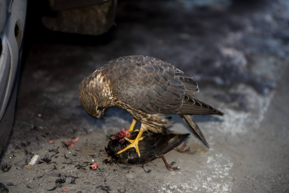 Falcon Destroys And Eats Starling – VIDEO