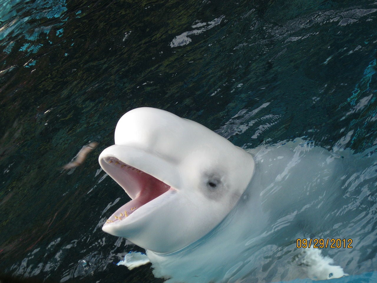 Beluga Whales To Arrive In Iceland Soon