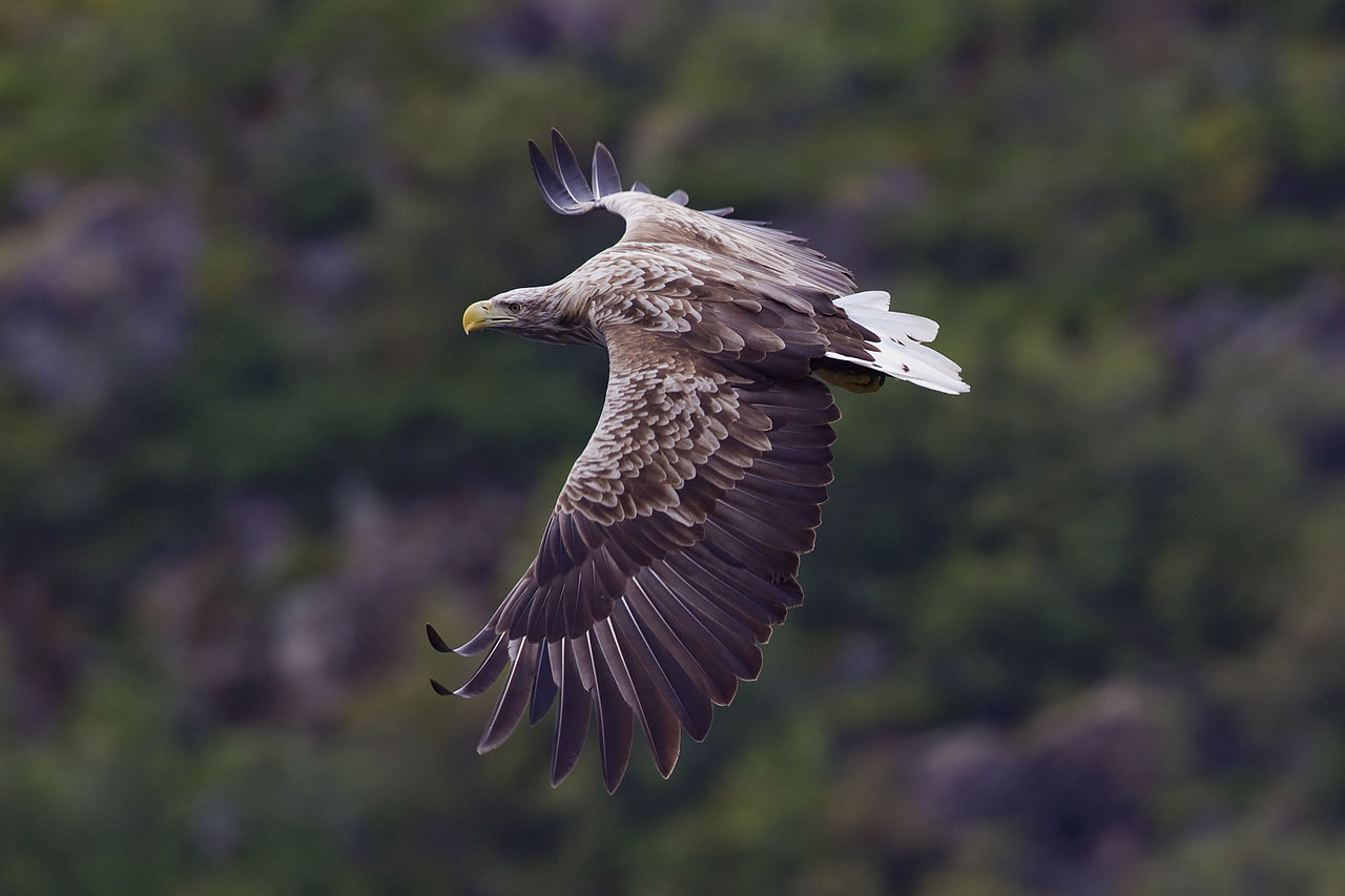 Sick Sea Eagle Recovering Well