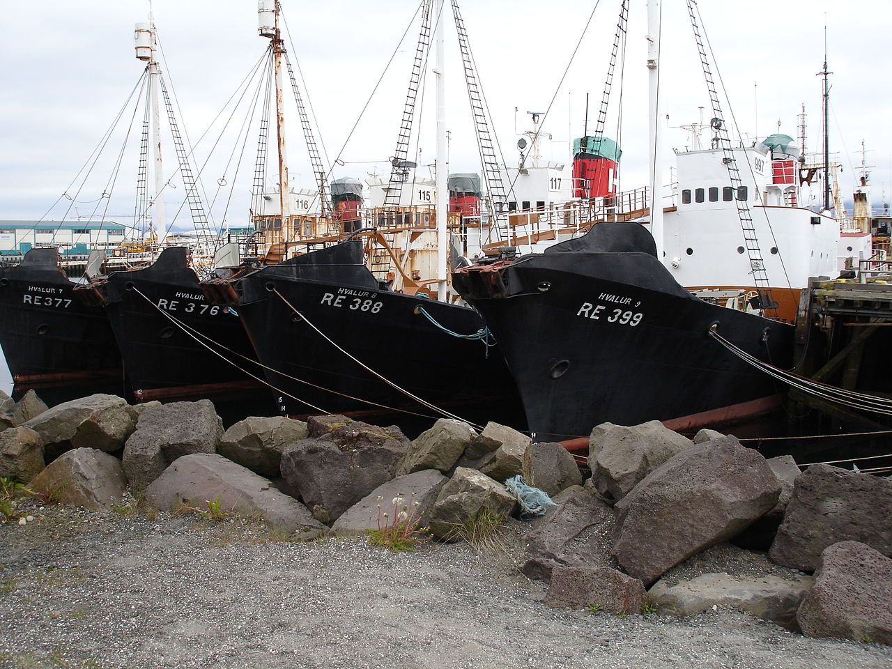 Hvalur Files Claim Against Icelandic State Over Temporary Whaling Ban