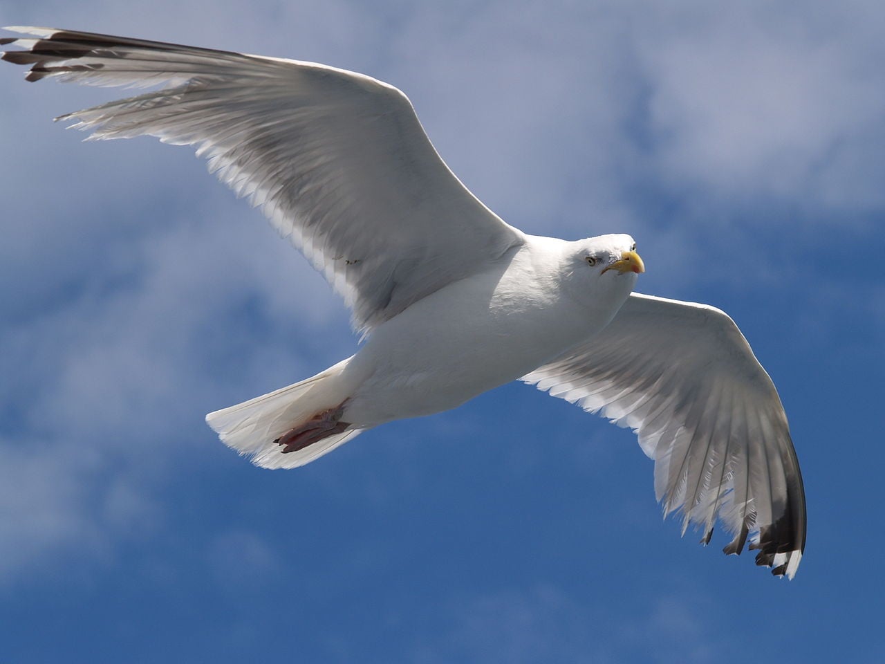 Representatives Propose Measures To Rid Reykjavík Of Seagulls