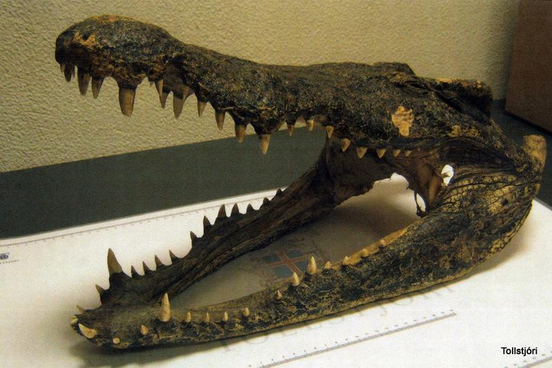 Duck Blood And Crocodile Heads Unwelcome In Iceland