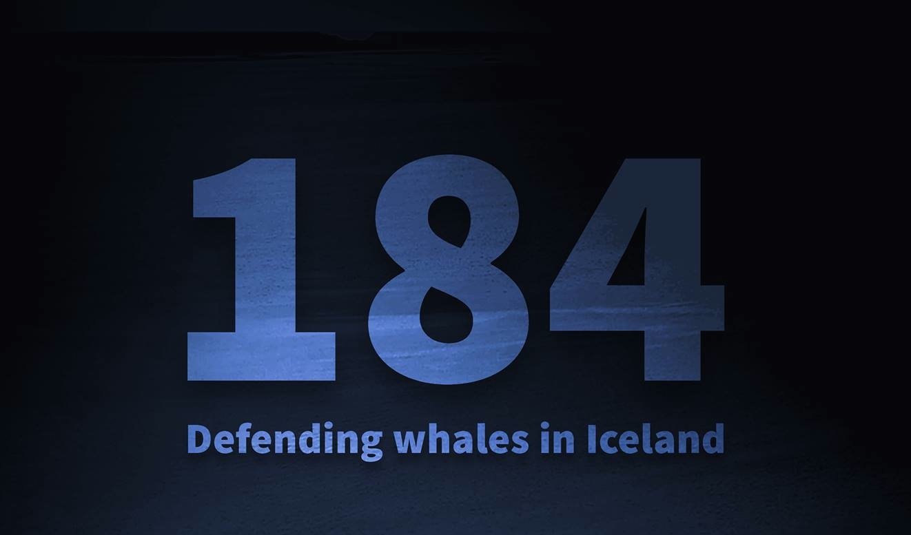 184: New Documentary On Icelandic Whaling