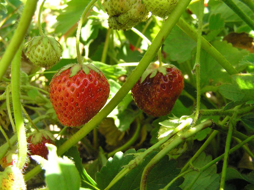Tonnes Of Icelandic Strawberries Thrown Out Since Costco Opened