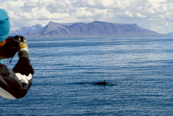 21 People Rescued From Whale Watching Boat