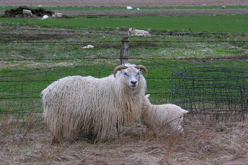 Shortage Of Icelandic Wool Across The Country And Abroad