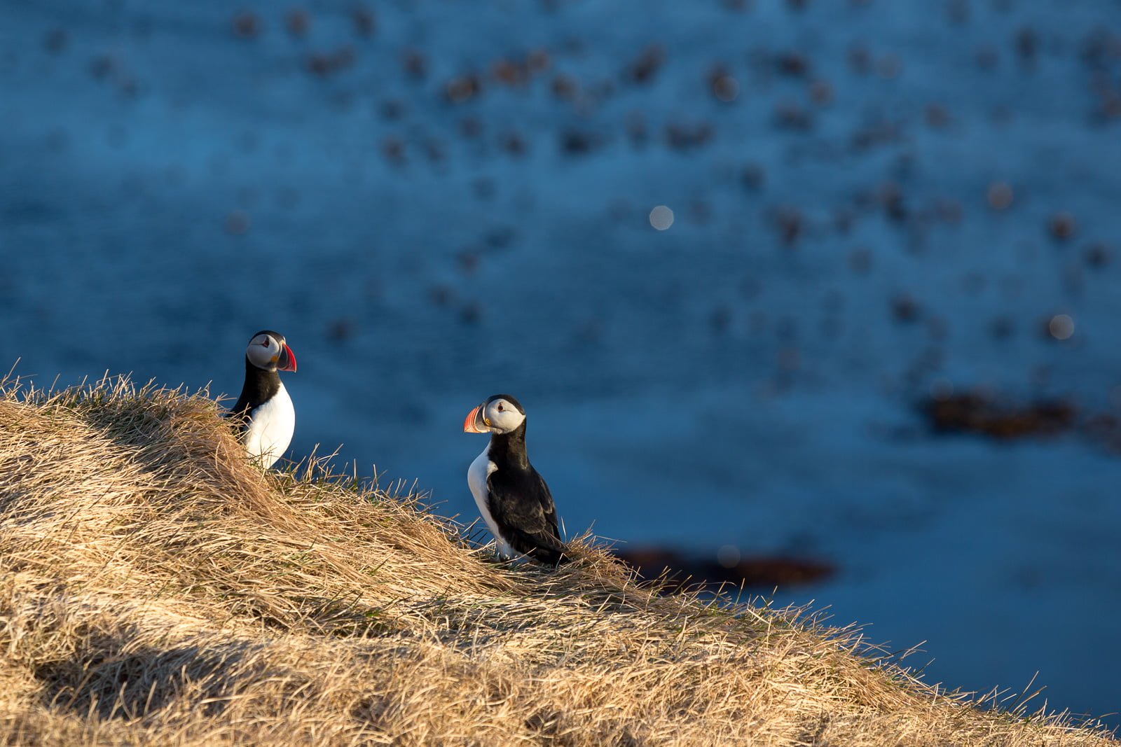 Environmental Minister Wants To Protect The Puffins