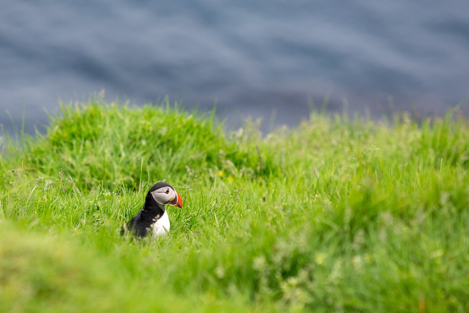 Puffins Return to Grímsey, Bringing Signs of Spring With Them