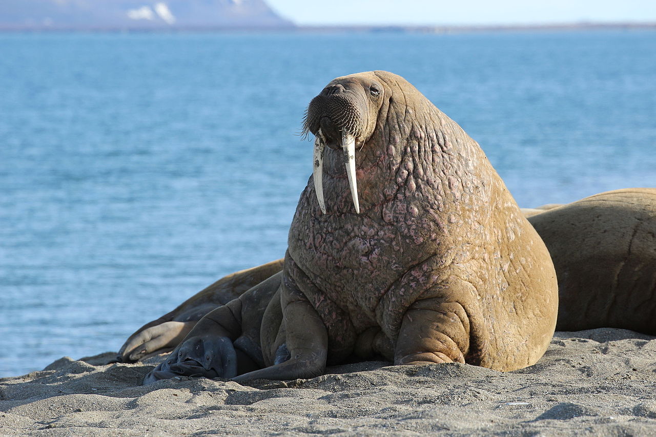Walruses, Once Plentiful In Iceland, Were Wiped Out By Settlers
