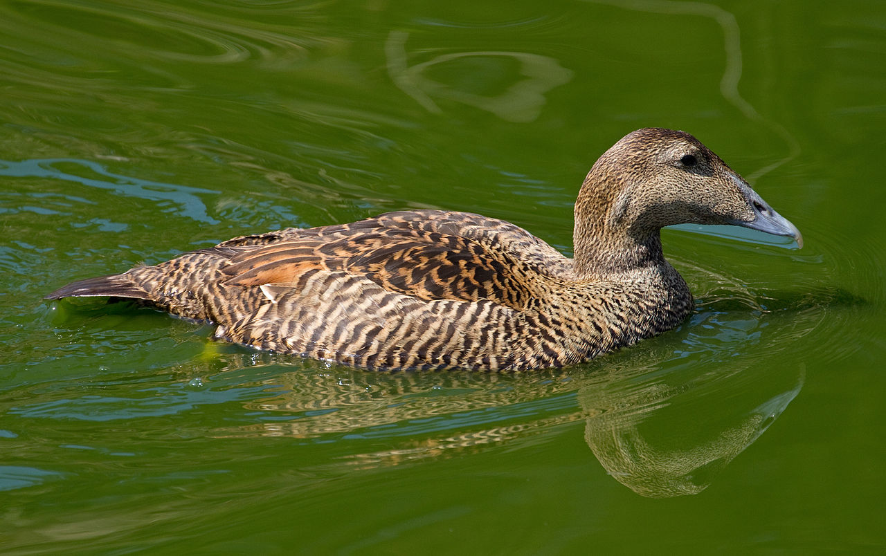 Three Men Get Caught For Stealing Eider Eggs