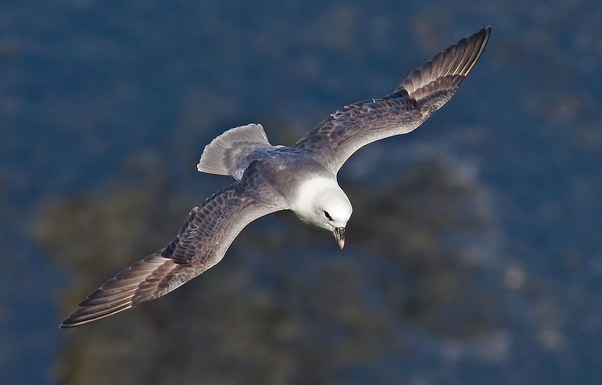 Alarming Amounts Of Plastic Found In Icelandic Birds And Sea Life