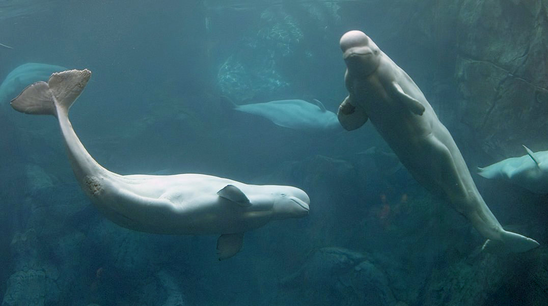 VIDEO: Iceland Soon To Have Two Beluga Whales In Captivity
