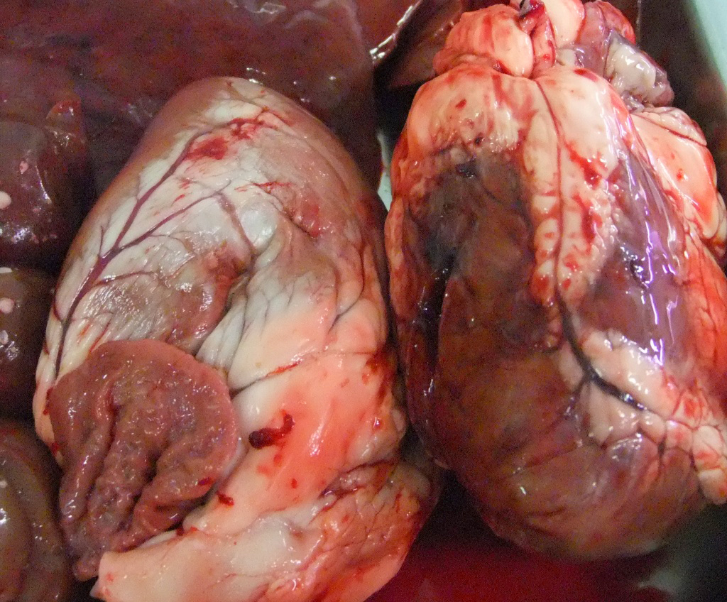 Food Of Iceland: Lamb Hearts