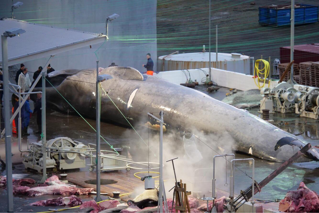 Whaling “A Part Of Our Past Rather Than Our Future” Says Fisheries Minister