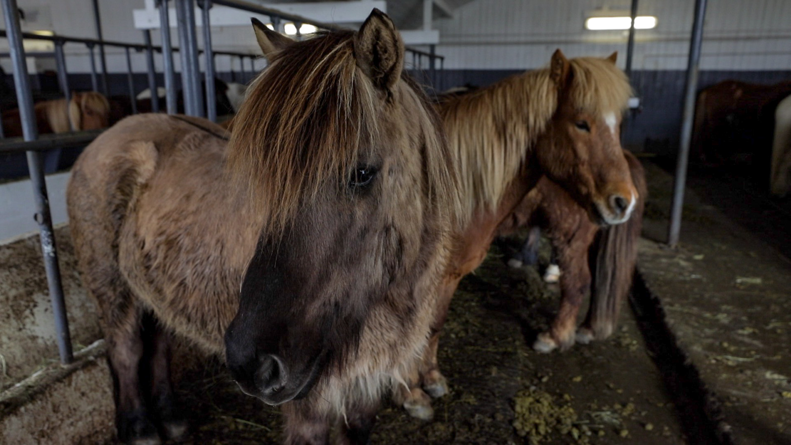 From Iceland – Demand for more Icelandic horses abroad