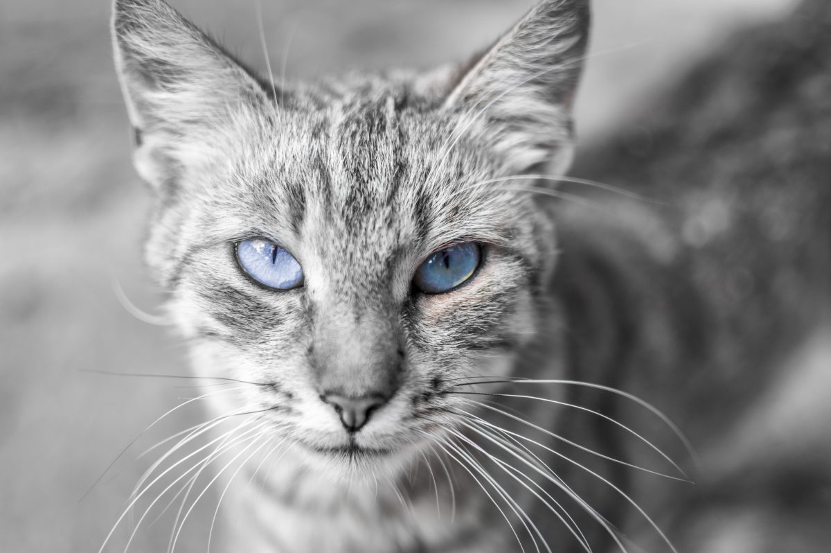 Cat Owners Encouraged To Keep Their Cats Indoors During Nesting Season