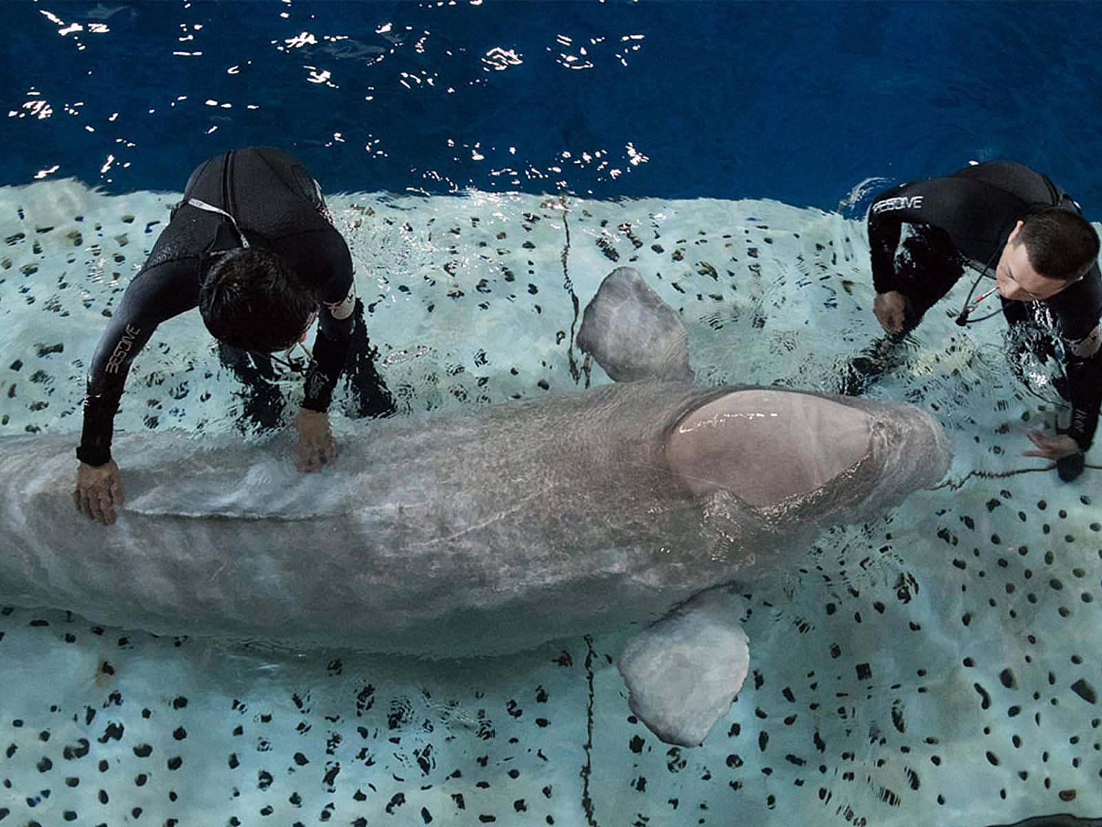 What Are Icelanders Talking About?: Hatari, Pregnancy, And Spy Beluga Whales