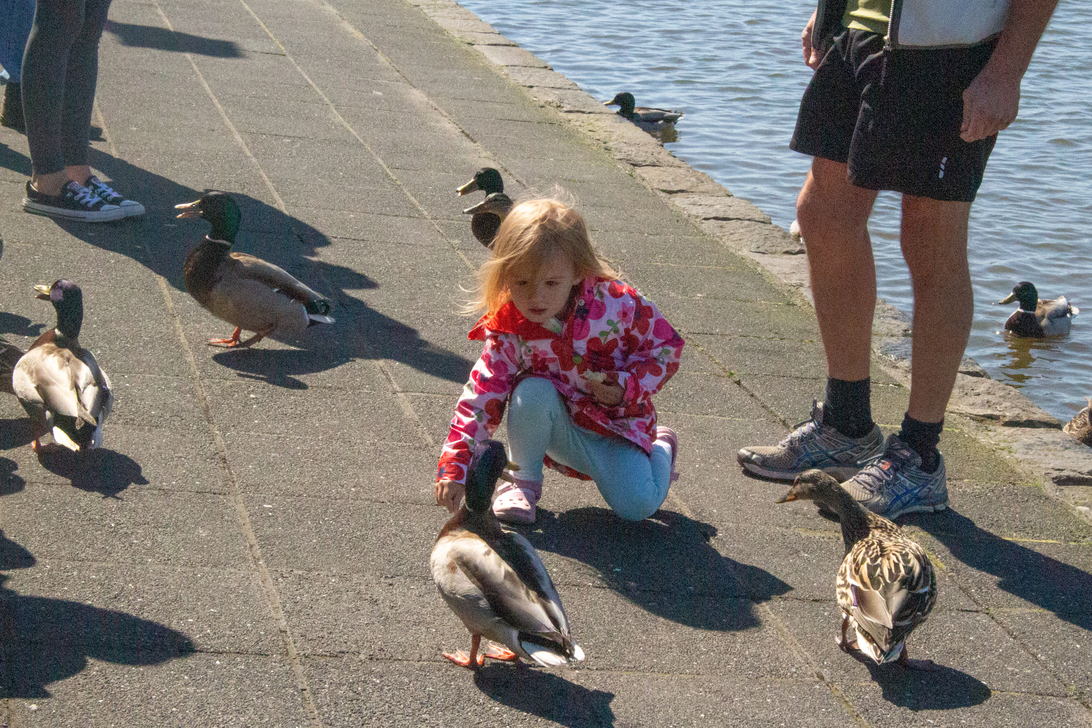 Good Weather, Seagulls And Stray Dogs