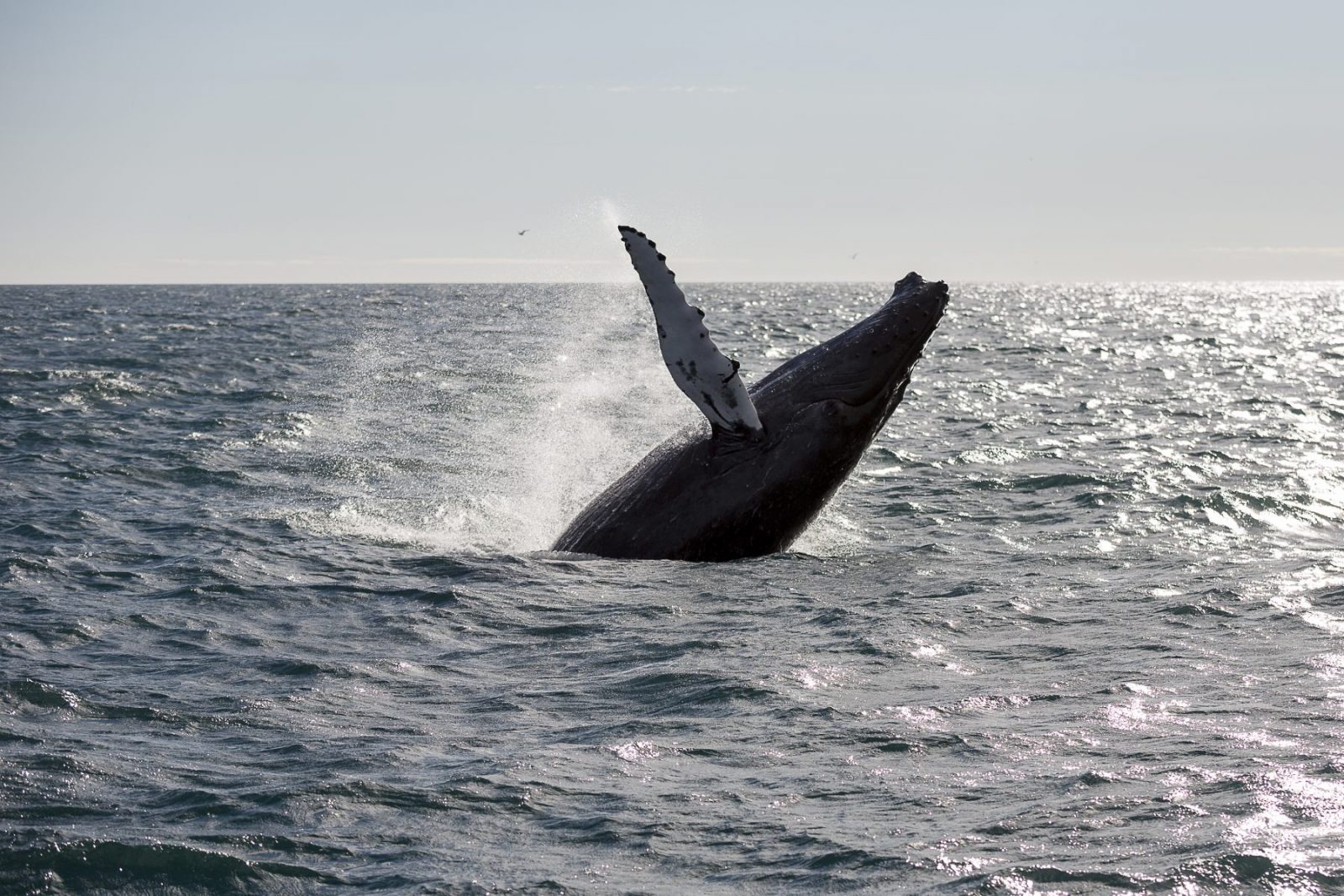 For The First Time In 17 Years: Iceland Will Not Hunt Any Whales This Summer