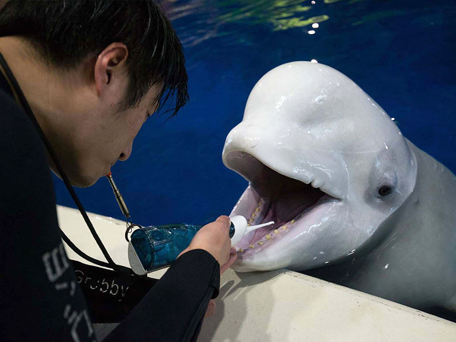 War Of The Nerds: Iceland Has Belugas In The House!