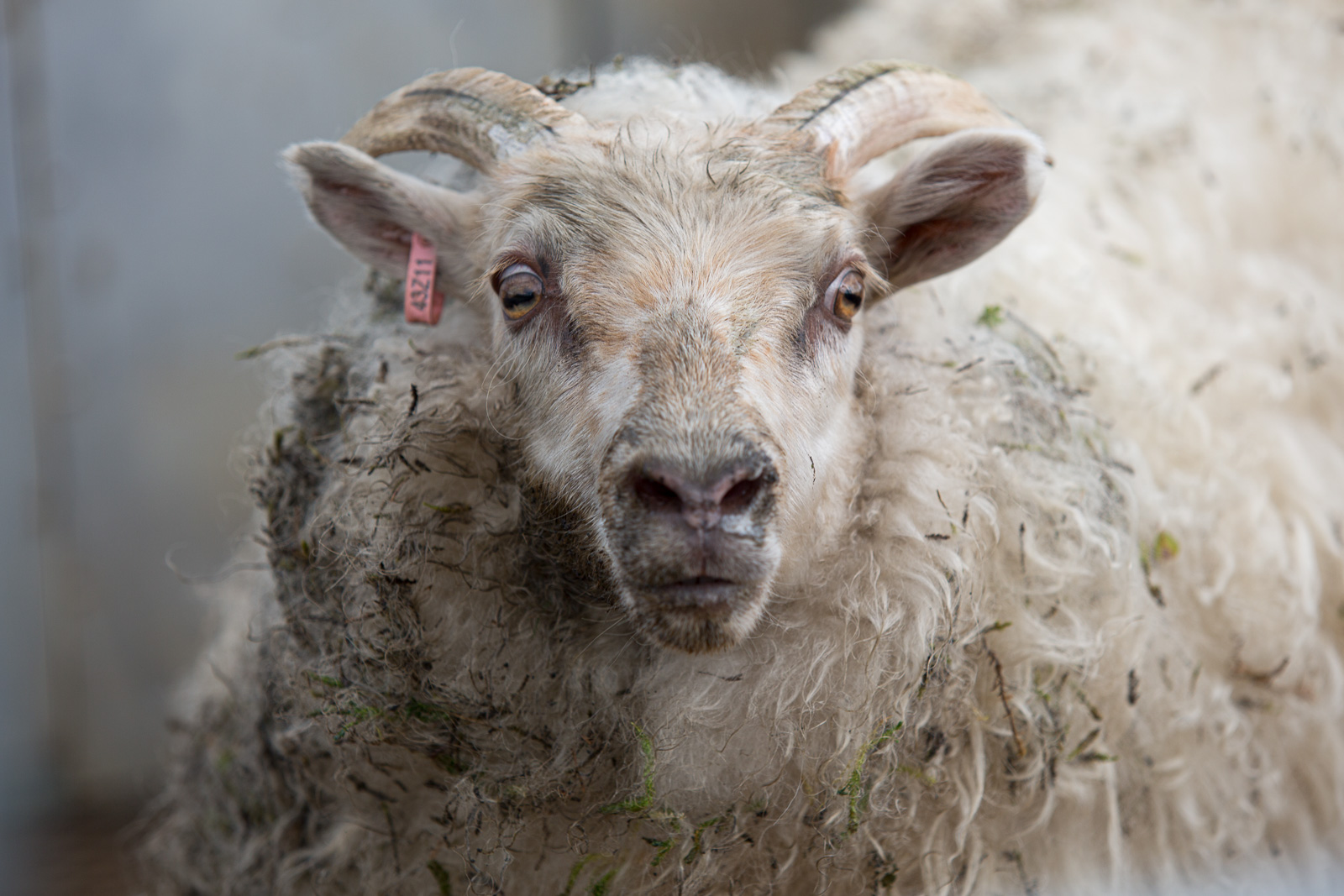 Just Sayings: “Að Launa Einhverjum Lambið Gráa”