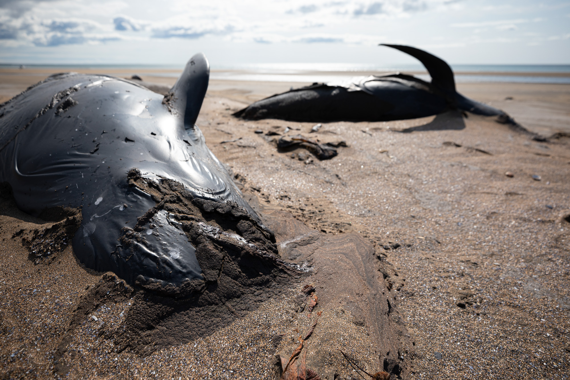 pilot whale stranding