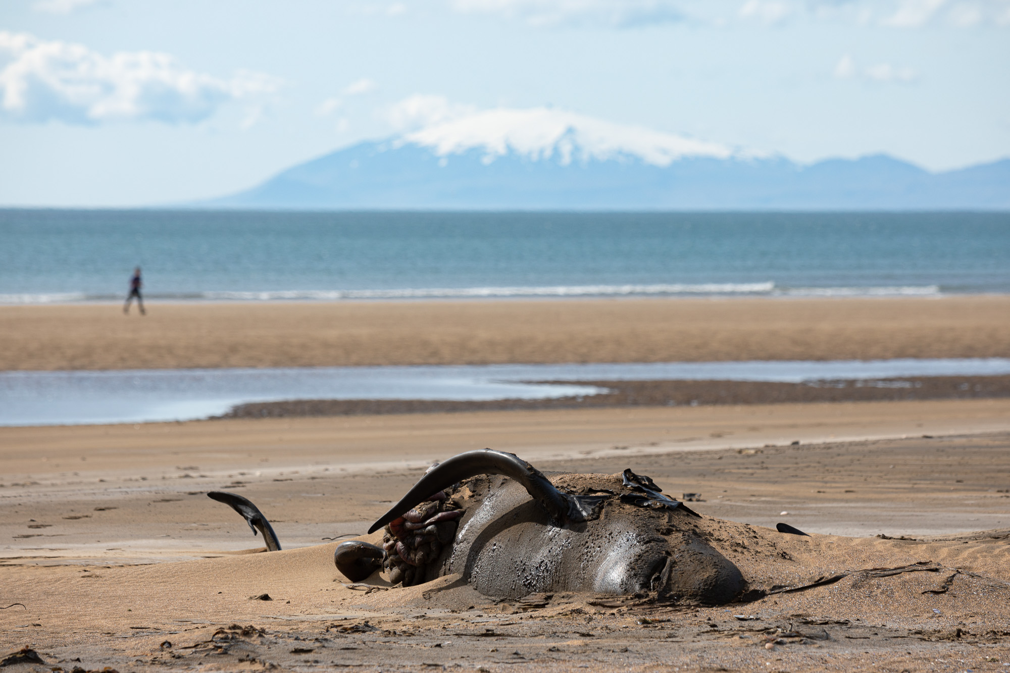 pilot whale stranding