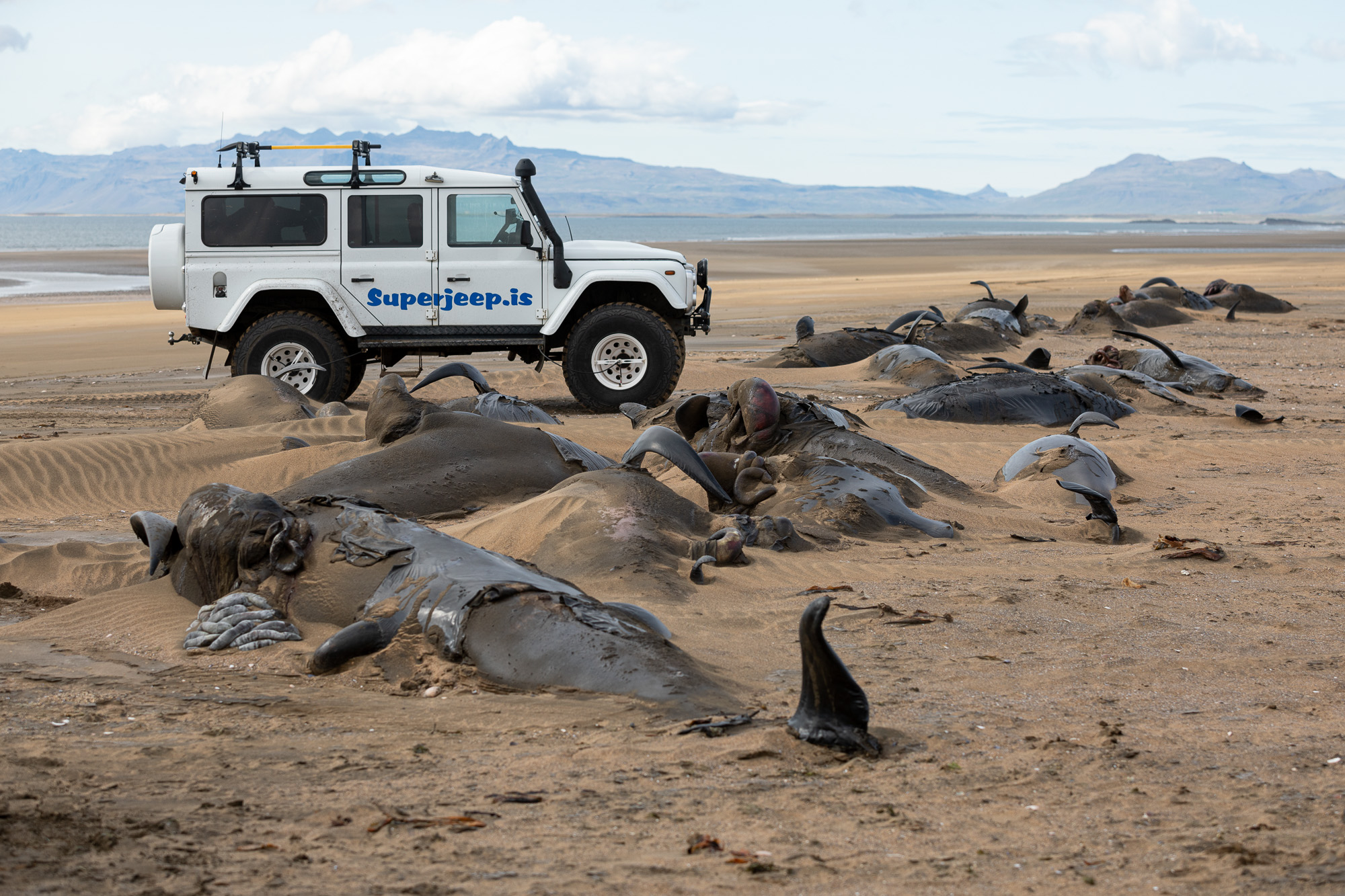 pilot whale stranding